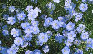 Blue Flax (Linum lewisii)